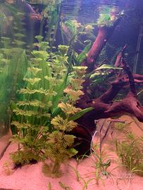 Piante poco esigenti acquario tropicale