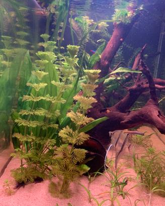 Piante poco esigenti acquario tropicale