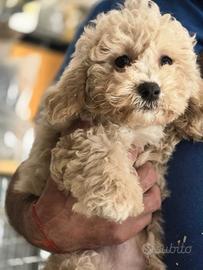 Maltipoo