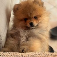 Volpino spitz tedesco toy