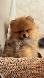 Volpino spitz tedesco toy