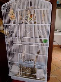 Coppia di inseparabili