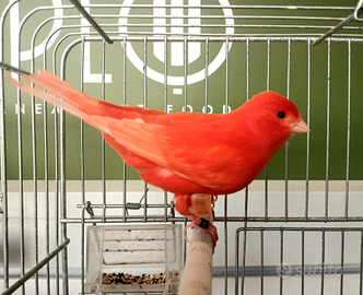 Canarini a fattore rosso