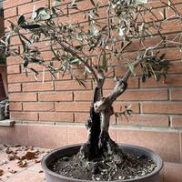 Bonsai olivo