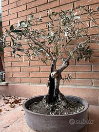 Bonsai olivo