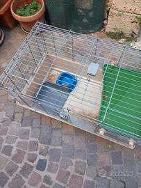 gabbio x coniglio nano 