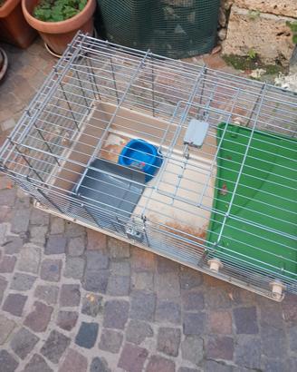 gabbio x coniglio nano 