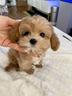 maltipoo-cuccioli-italiani-da-60-euro-al-mese