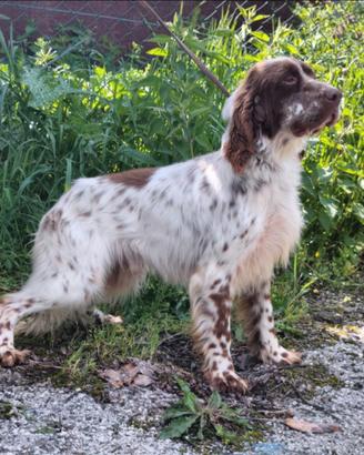 Setter Inglese specialista sulle beccacce