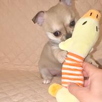 Cucciola Chihuahua femmina - pedigree ENCI/FCI