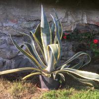 Agave in vaso  altezza 110 cm.