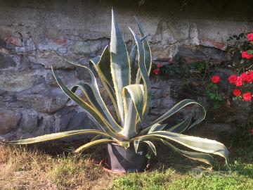 Agave in vaso  altezza 110 cm.