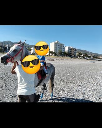 Animali