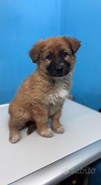 Cuccioletti in attesa di adozione