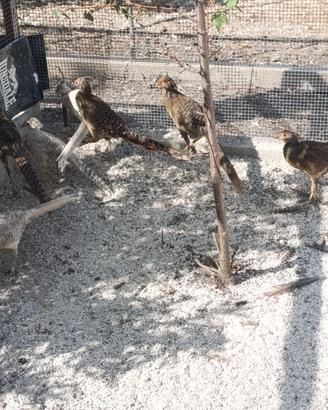 Fagiani dorati rossi e gialli