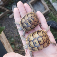 Tartaruga greace ibera