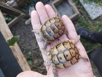 Tartaruga greace ibera