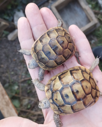 Tartaruga greace ibera