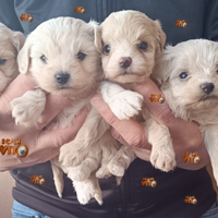 Cuccioli di maltipoo