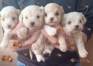 Cuccioli di maltipoo