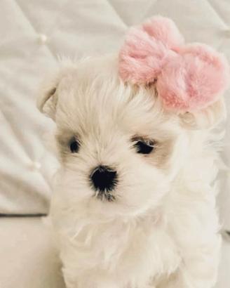 Cuccioli maltese maschi