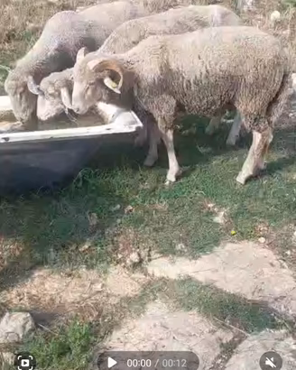 Agnelle e montone