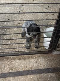 Lagotto romagnolo