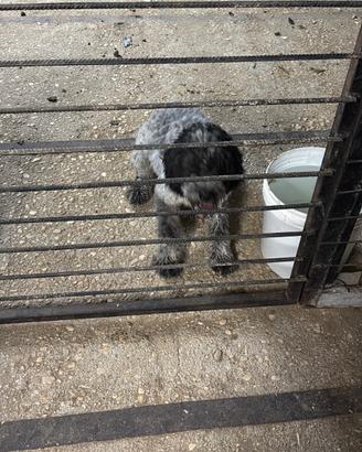 Lagotto romagnolo