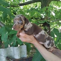 Bassotto arlecchino cioccolato cuccioli