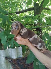 Bassotto arlecchino cioccolato cuccioli