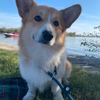 Welsh Corgi Pembroke