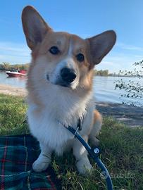 Welsh Corgi Pembroke