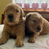 Cuccioli Golden Retriever 100% linea Americana