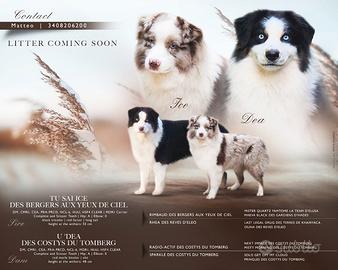 Cuccioli pastore australiano pedigree