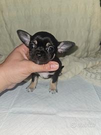 Chihuahua maschio