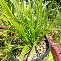 Carex pseudocyperus, pianta palustre