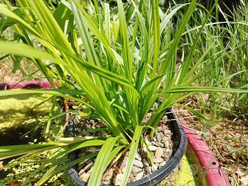 Carex pseudocyperus, pianta palustre