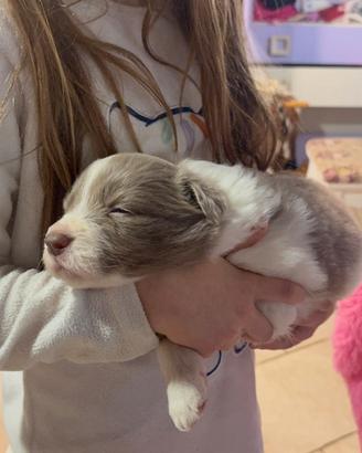 ULTIMO Cuccioli adorabili Border collie