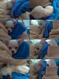Chihuahua cucciolo di 3 mesi puro