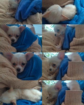 Chihuahua cucciolo di 3 mesi puro