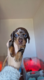 Bassotto arlecchino con pedigree