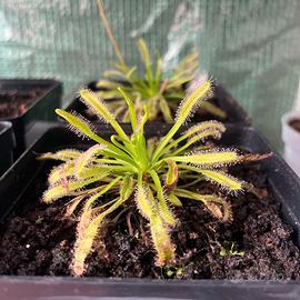 Drosera Capensis (Varie Taglie)