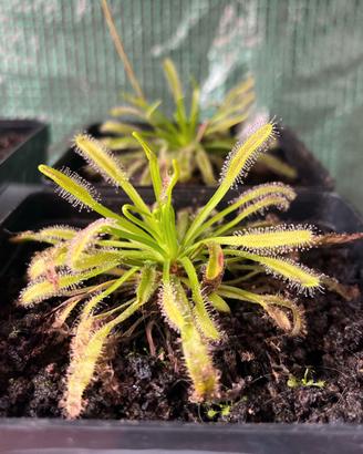 Drosera Capensis (Varie Taglie)