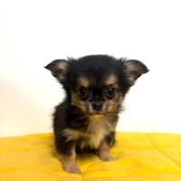 Cucciolo chihuahua