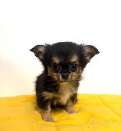 Cucciolo chihuahua