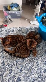 Gatti bengala con pedigree internazionale TICA