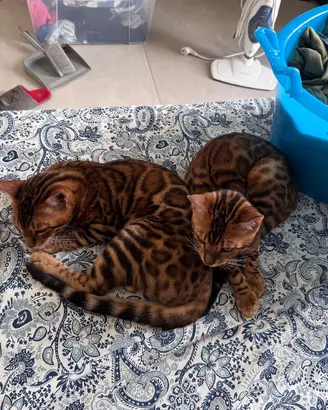 Gatti bengala con pedigree internazionale TICA