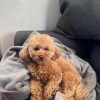 BarboncinoToy maschio di 1 anno e 7 mesi per monta