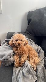 BarboncinoToy maschio di 1 anno e 7 mesi per monta