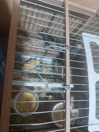 Incardellati novelli